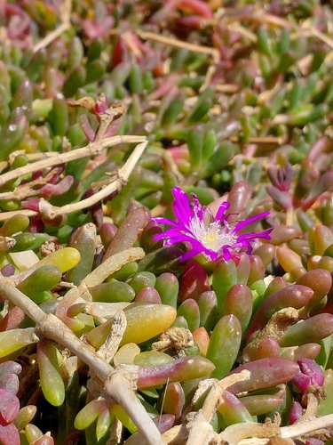 Disphyma crassifolium, photograph 6