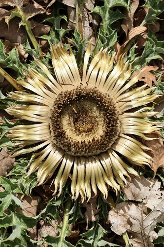Carlina acanthifolia, photograph 2