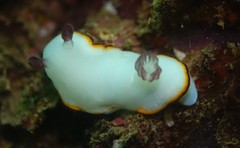 Goniobranchus sinensis