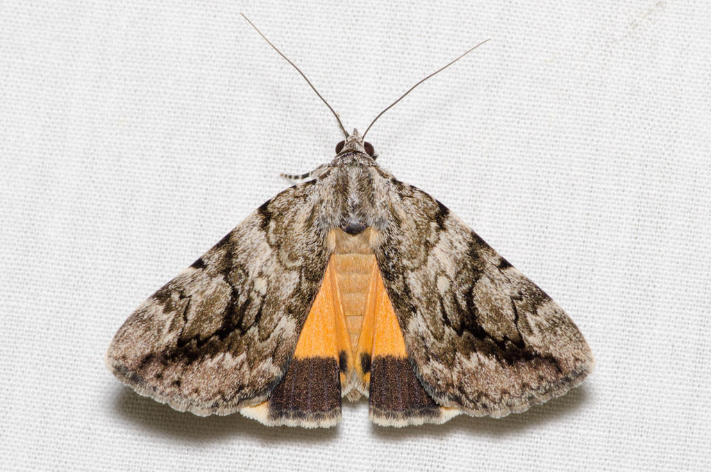 Girlfriend Underwing
