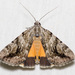 Girlfriend Underwing - Photo (c) Justin Williams, some rights reserved (CC BY), uploaded by Justin Williams