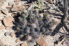 Corynopuntia invicta