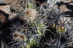 Corynopuntia invicta