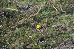 Taraxacum obovatum