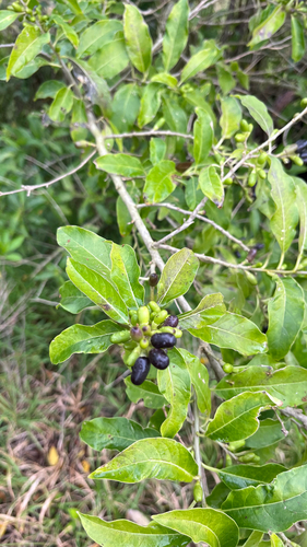 Cestrum laevigatum, photograph 3