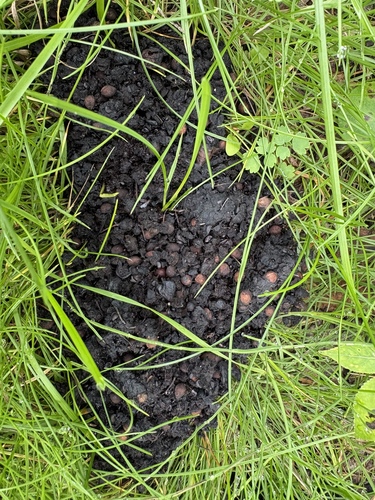 Black Bear sighting near Vermilion Provincial Park