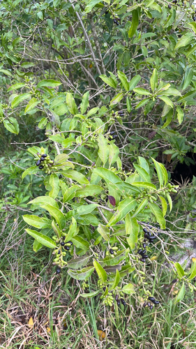 Cestrum laevigatum, photograph 4