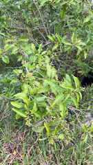 Cestrum laevigatum, photograph author not stated, no rights reserved