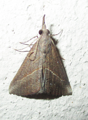 Hypena obacerralis