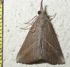 Hypena obacerralis