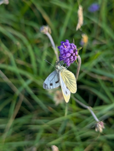 Green-veined White