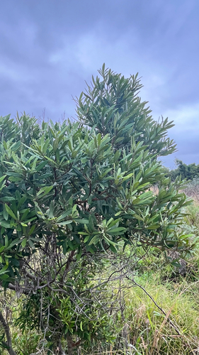 Diospyros dichrophylla, photograph 3