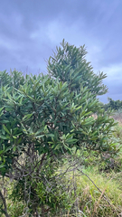 author not stated, no rights reserved Diospyros dichrophylla, photograph author not stated, no rights reserved