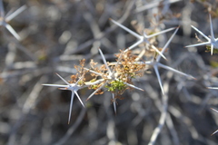 Ambrosia bryantii