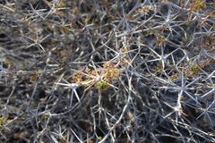 Ambrosia bryantii