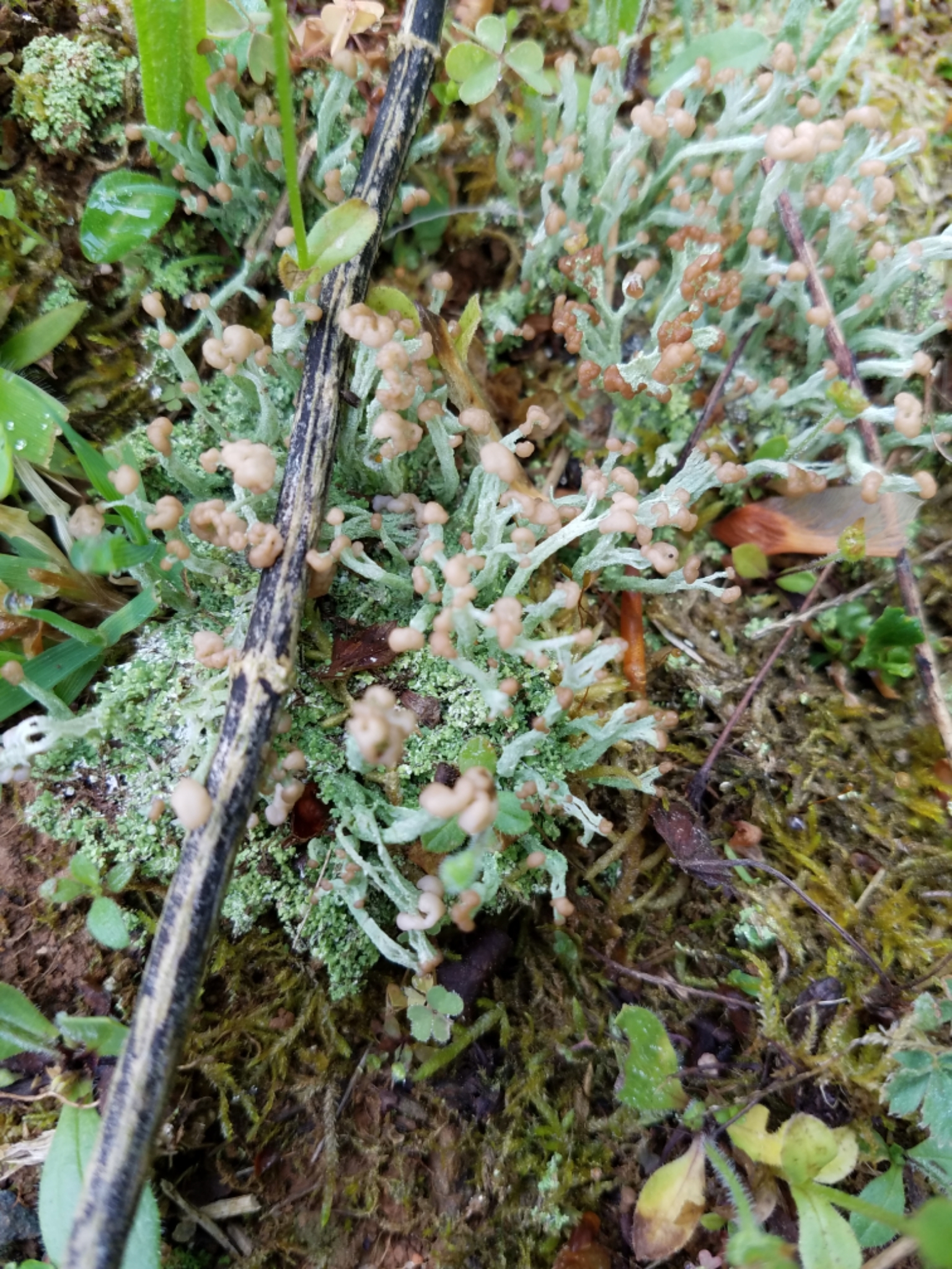 Cladonia peziziformis image