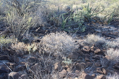 Ambrosia bryantii
