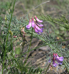 Vicia nervata