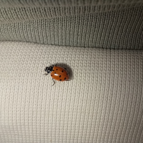 Convergent Lady Beetle