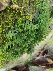 Porella pinnata