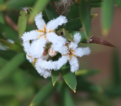 Leucopogon capitellatus