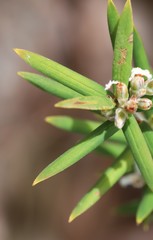 Leucopogon capitellatus