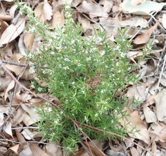 Leucopogon capitellatus