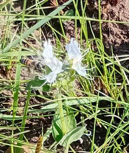 Ocimum obovatum, photograph 3