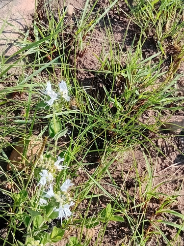 Ocimum obovatum, photograph 4