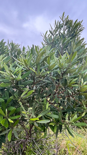 Diospyros dichrophylla, photograph 2