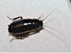 Loboptera decipiens