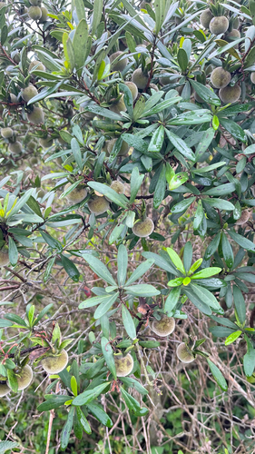 Diospyros dichrophylla
