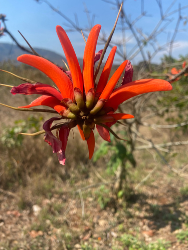 Common Coral Tree
