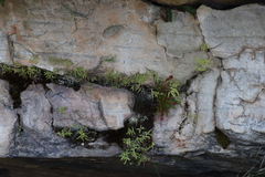 Gleichenia polypodioides, photograph (c) Tony Rebelo, some rights reserved (CC BY-SA)