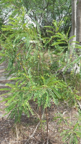 Alvaradoa image