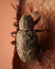 Pachnephorus