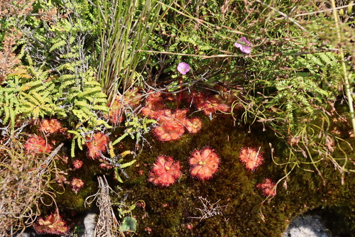 Gleichenia polypodioides, photograph 5