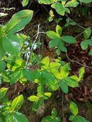 Rhododendron periclymenoides