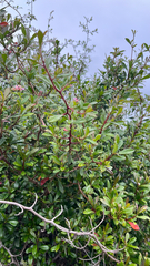 Diospyros simii