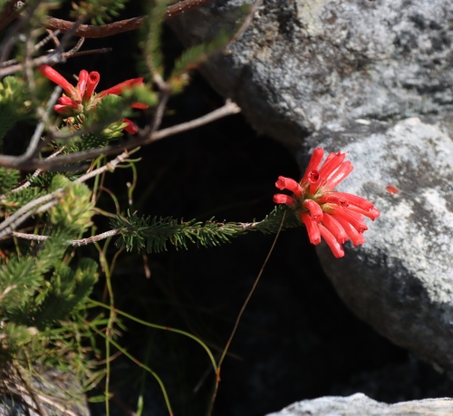 Erica abietina, photograph 4