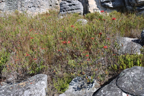 Erica abietina, photograph 5