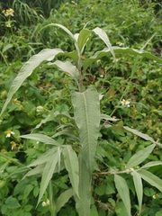 Persicaria lapathifolia lanata