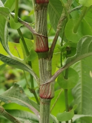 Persicaria lapathifolia lanata