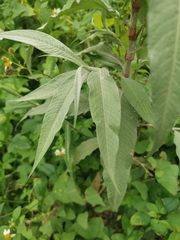 Persicaria lapathifolia lanata