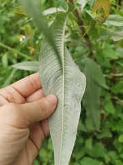 Persicaria lapathifolia lanata
