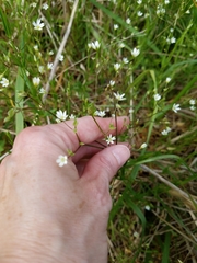 Stellaria graminea
