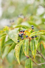 Viburnum propinquum