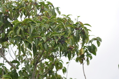 Viburnum propinquum