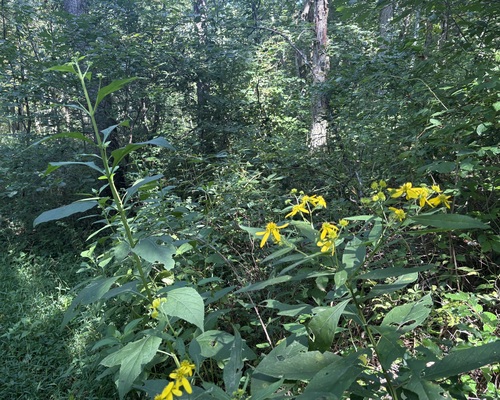 Wingstem