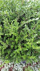 Buxus microphylla